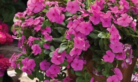 La alegre belleza de los catharanthus: crecimiento y cuidado