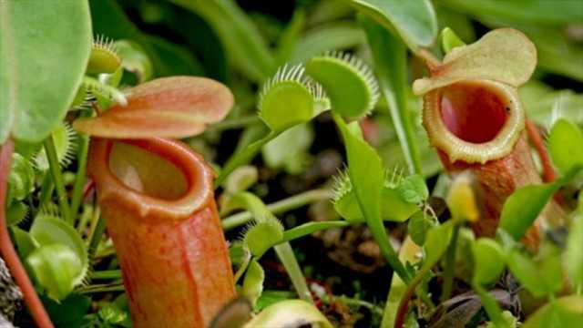 Las mejores plantas depredadoras de interior.