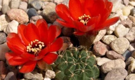 Lobivia - el cactus favorito de las oficinas - cultivo y cuidado