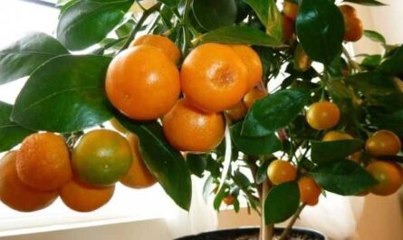 Mandarina casera de hueso: de la A a la Z
