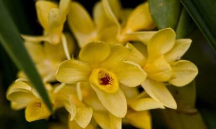 Orquídeas Dendrobium - cuidado
