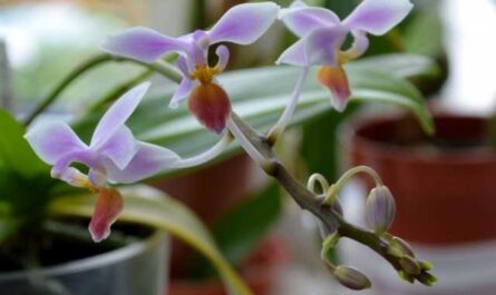 Phalaenopsis alada - Cuidado