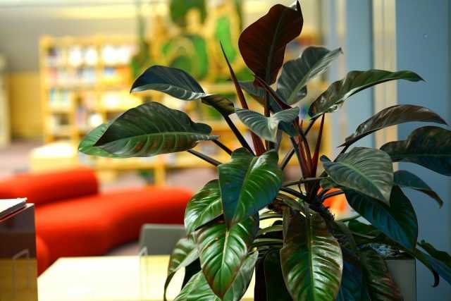 Philodendron - clásico frondoso decorativo de la floricultura de interior-Care