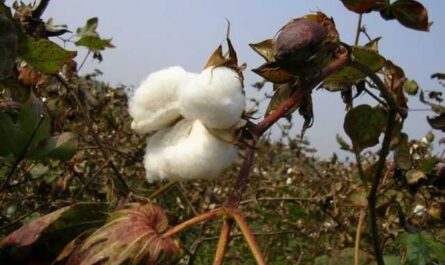 Planta de algodón - planta de mezclilla - cuidado