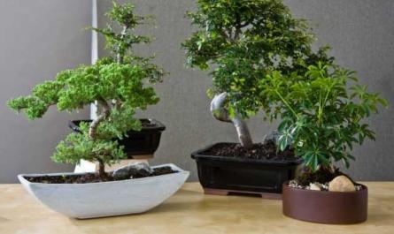 Reglas de oro para cultivar bonsáis de interior