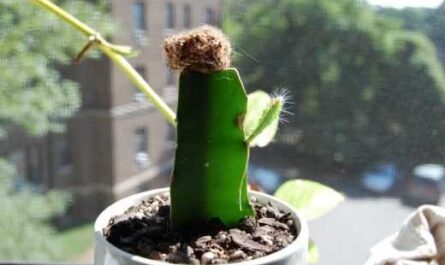 Reproducción de cactus - cuidado