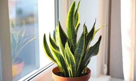 Sansevieria es una planta extremadamente resistente para la decoración de interiores-Cuidado