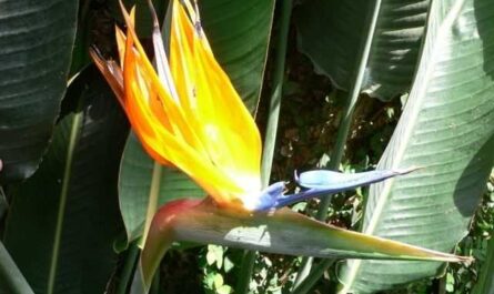 Strelitzia - ave del paraíso - cuidado
