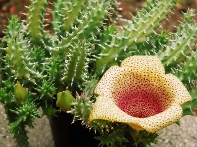Tavaresia tubular «cactus»