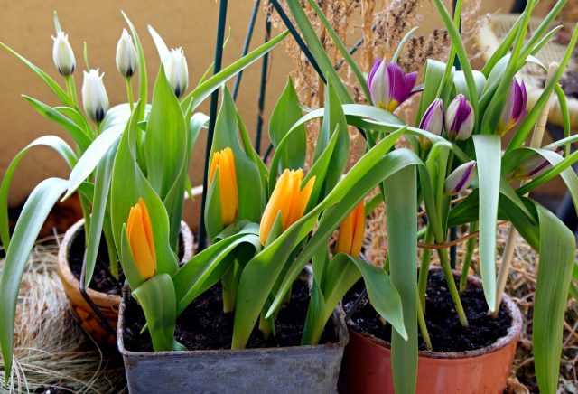 Tulipanes botánicos enanos: beneficios y mejores variedades para el cuidado
