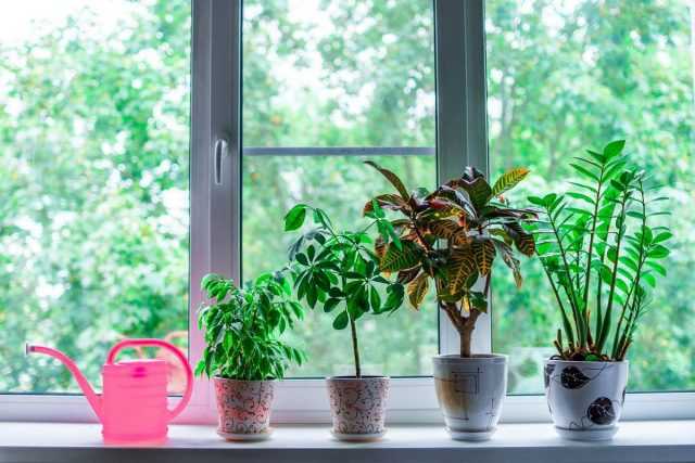 5 myyttiä sisäkasveista, jotka auttavat pilaamaan niiden hoidon -