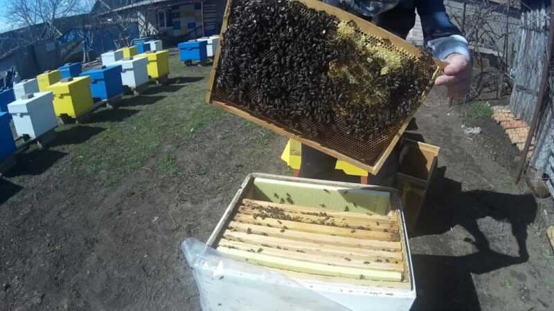 Kuinka nopeuttaa mehiläisten kehitystä keväällä? -
