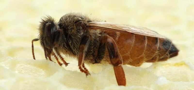 Mehiläisperhe: koostumus ja toiminnot -