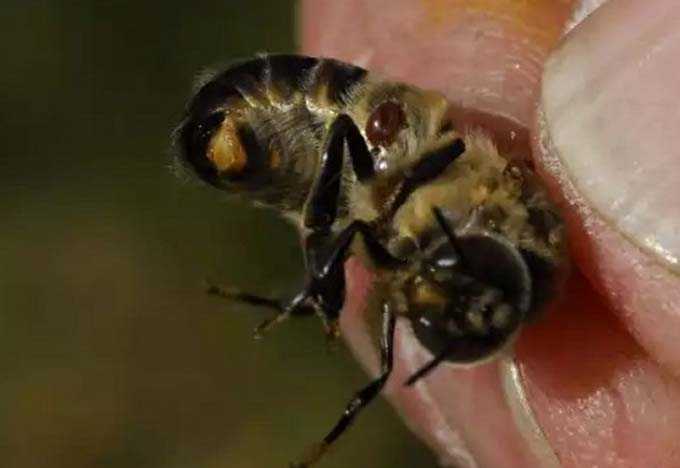 Mitä sinun tulee tietää mehiläisten hoidosta varroatoosiin -
