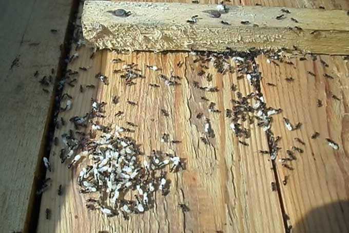 Tehokkaita tapoja käsitellä muurahaisia ​​kotimehiläishoidossa. -