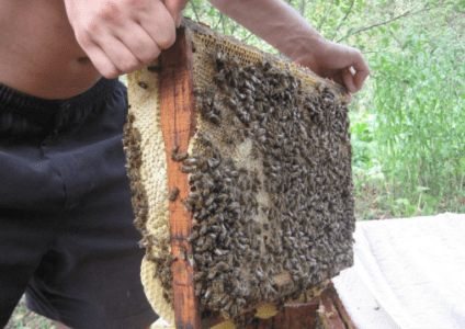 Mitä mehiläisviitat ovat ja miten niitä tehdään? -