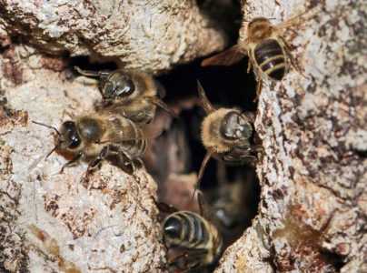 Kaikki luonnonvaraisista mehiläisistä –