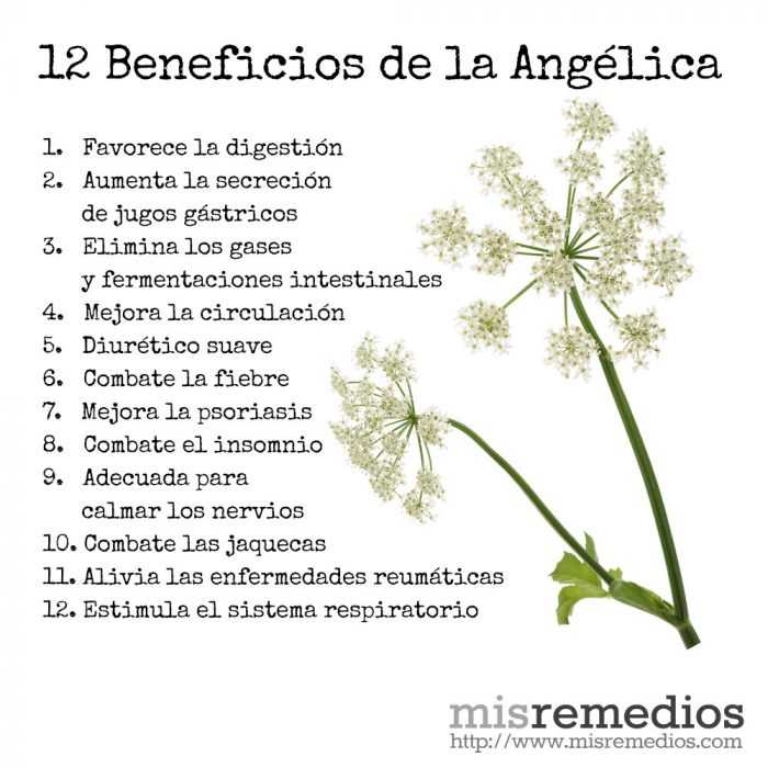 Angelica, kalorit, hyödyt ja haitat, hyödyllisiä ominaisuuksia –