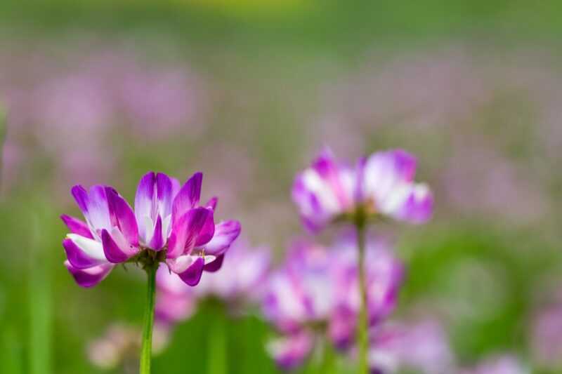 Astragalus-villan kukan edut, ominaisuudet, kaloripitoisuus, hyödylliset ominaisuudet ja haitat –