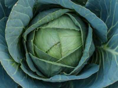 F1 White Cabbage Variety -sovittimen ominaisuudet -