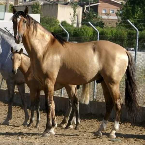 Lahden hevosasun ominaisuudet –