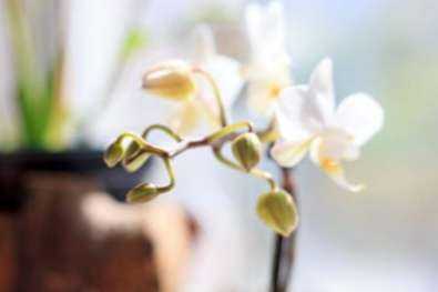Syitä silmujen putoamiseen orkideoissa -