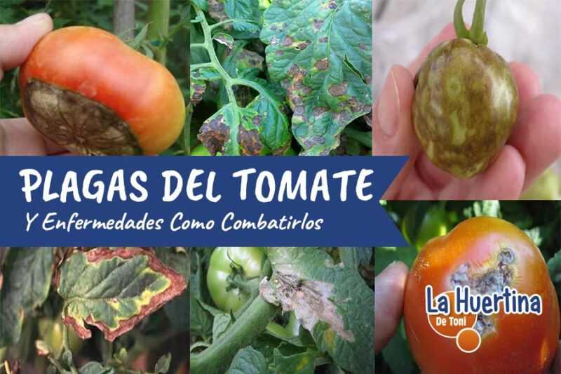 Hyttysten syyt tomaateissa -