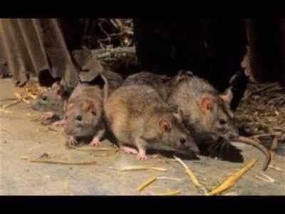 Kuinka päästä eroon rotista kanakopassa ja olla tappamatta kanoja –