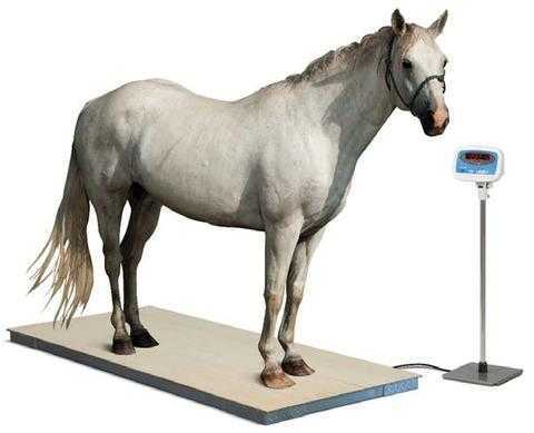 Kuinka paljon hevosen pitäisi painaa? -