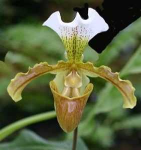 Paphiopedilum orkidean hoito -