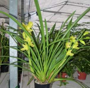 Cymbidium-orkidean viljely -