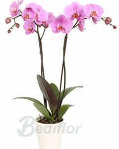 Kuvaus vaaleanpunaisesta orkideasta –