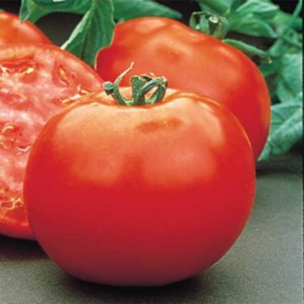 Kuvaus Polbig-tomaattilajikkeesta -