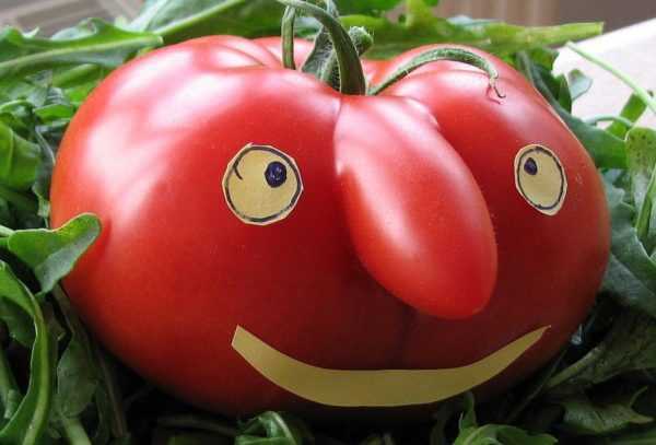 Kuvaus tomaattilajikkeesta Viagra -