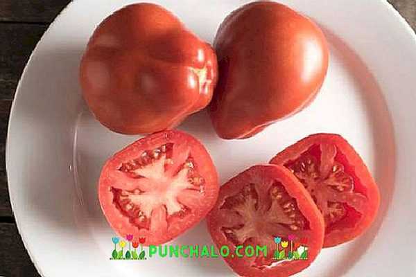 Kuvaus Grushovka-tomaattilajikkeista -