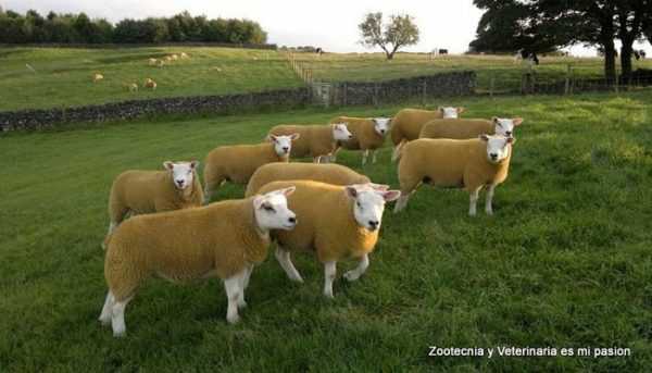 Kuvaus Texel-lampaista -