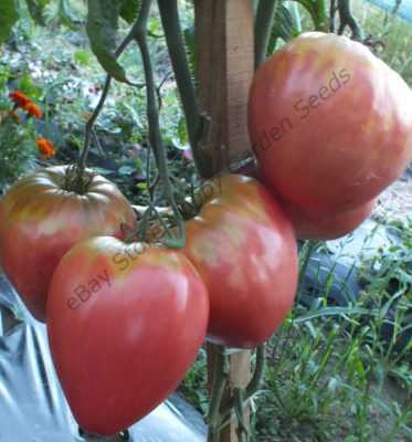 Kuvaus Pink Honey -tomaatista -