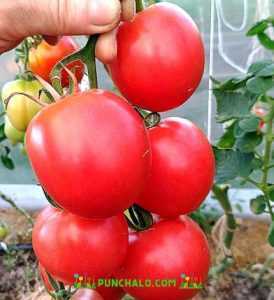Kuvaus tomaatin Raspberry Empiresta -