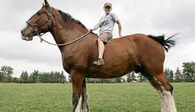 Kuvaus maailman suurimmasta hevosesta. -