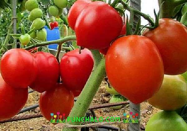 Stolypin tomaatin kuvaus -