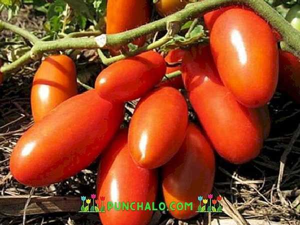 Siperian troikan tomaattilajikkeiden kuvaus ja ominaisuudet -