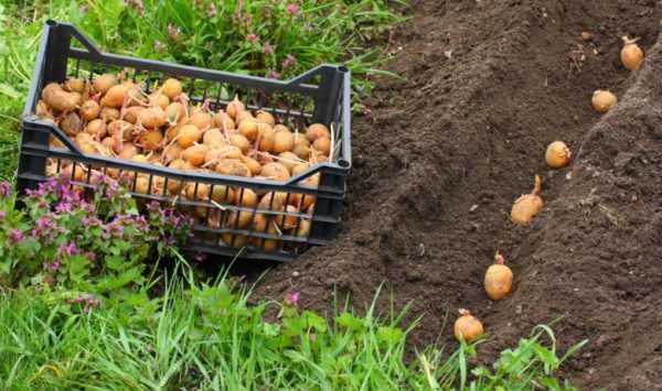 Hollannin teknologian periaate perunoiden kasvattamiseen. -