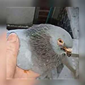 Kyyhkysten ornitoosin oikea hoito –