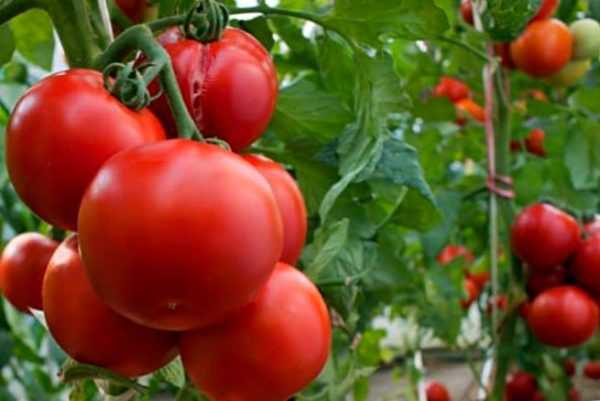 Nitroammophoskin edut tomaateille -