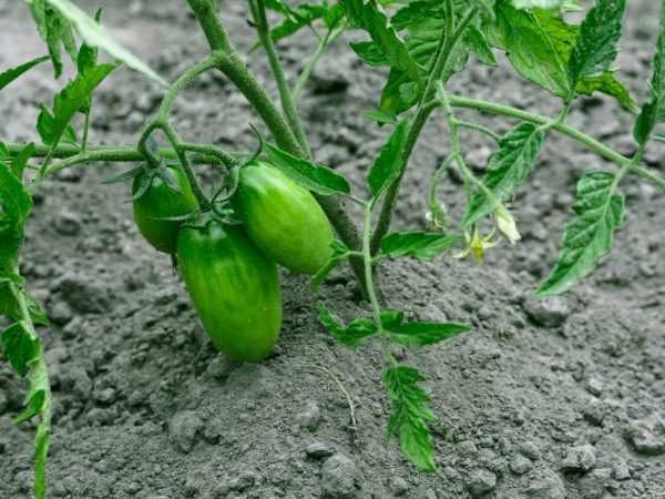 Miksi lehdet kiertyvät tomaatin taimien ympärille? -