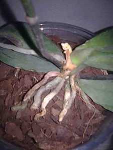 Miksi orkidean juuret kuivuvat? -