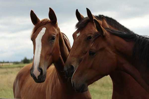 Mikä on maatilan hevosten pesu? –