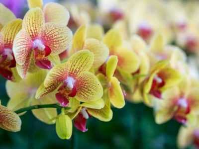 Ylimääräinen ribav orkideoille -