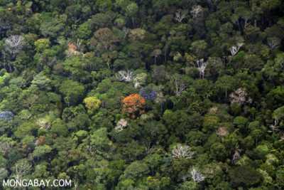 À propos des orchidées dans les forêts équatoriales