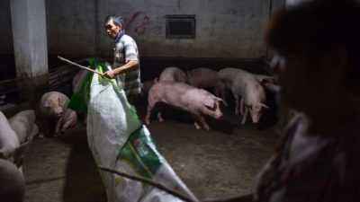 Abattage indépendant de porcs